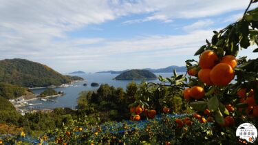 【2025年度】普通のみかん販売についてのお知らせ